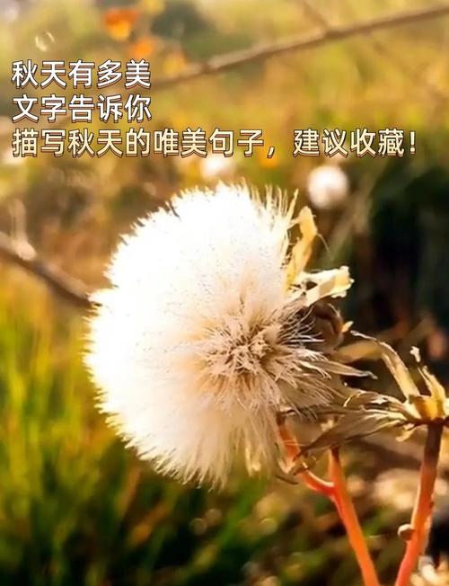 描写秋天的优美段落摘抄  第1张