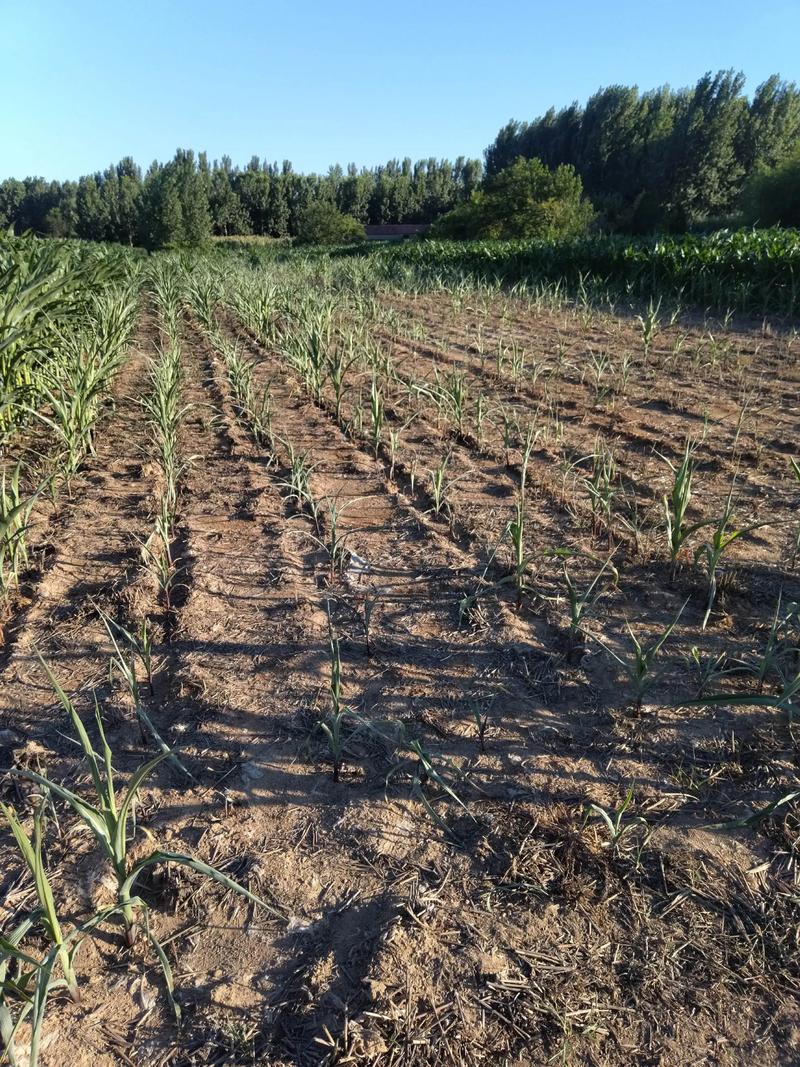 田边秧苗半枯焦 （打一字）  第1张