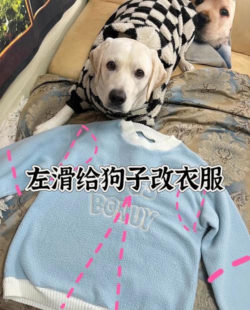 有人给狗穿衣裳 （打一字）  第1张