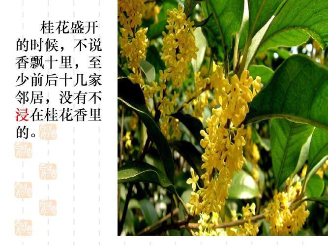 有脚只走半步，有目视线深注；有木香飘十里，有人没有坏处。（打一字）  第1张