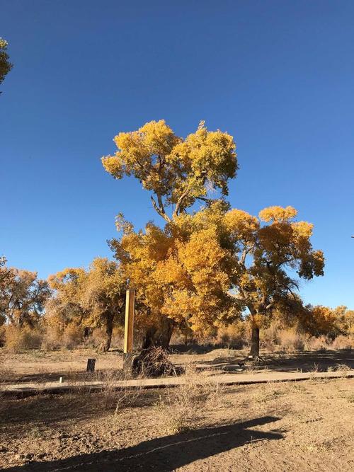 逢春独自留个影 （打一字）  第1张
