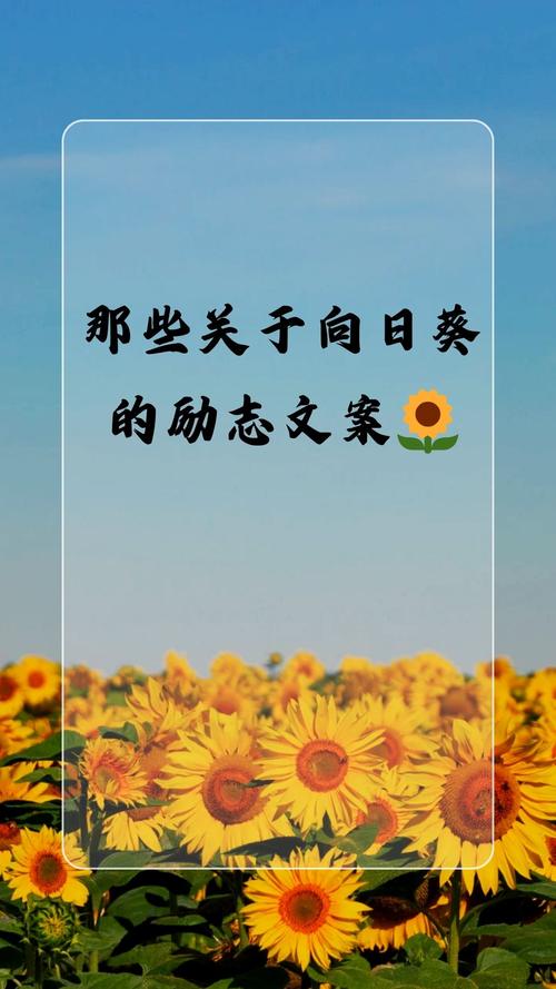 向阳而生的阳光积极文案  第1张