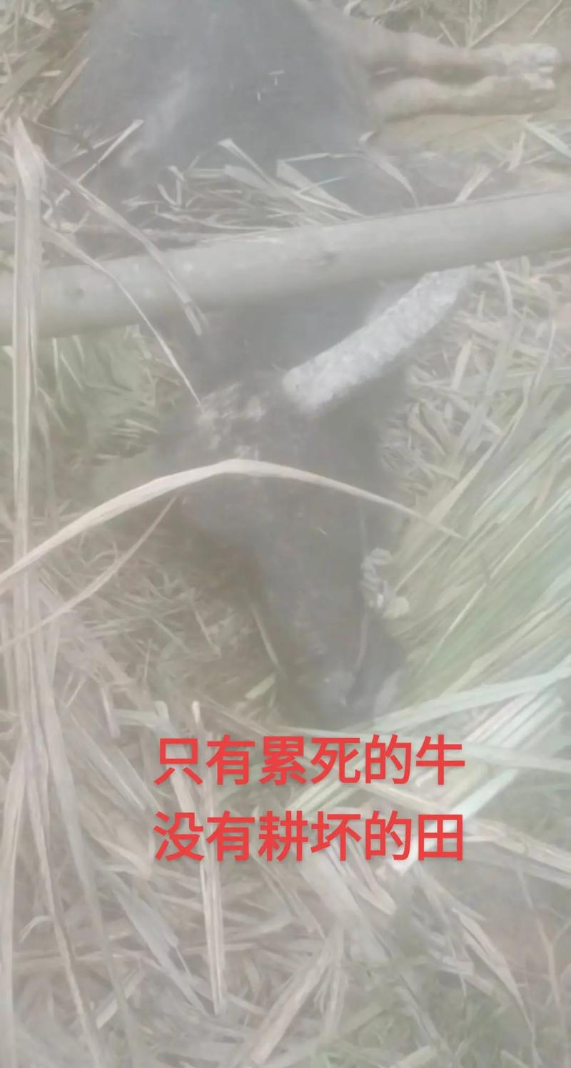俗语“只有累死的牛，没有耕坏的田”，背后到底隐藏着什么意思？  第1张