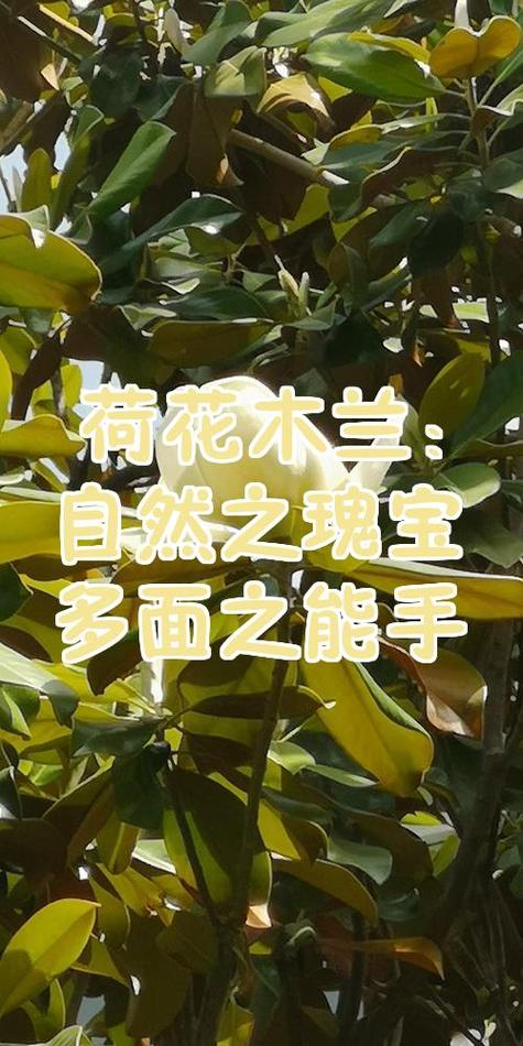 不只是观赏植物：荷花木兰的功效之谜解析  第1张