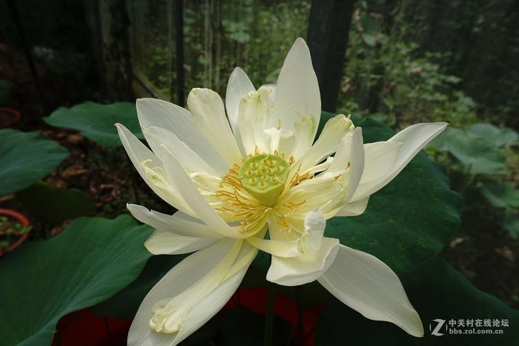 古莲子：世界上最长寿的植物 古莲子为什么会沉睡千年？  第1张