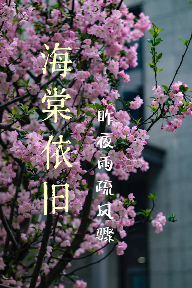 海棠不惜胭脂色，独立蒙蒙细雨中，在诗词中感受春天里的寒冷  第1张