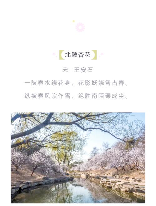 60句绝美的杏花诗词，在诗词中邂逅最美的杏花  第1张
