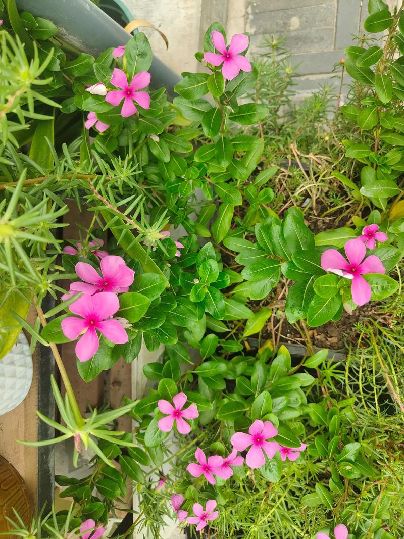 八月：流萤盛夏，素简从心，愿你的心如夏炙热，生活如夏花灿烂  第1张