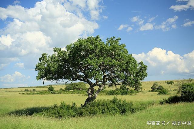 绿岛：荒原之上，与一棵树对视｜李虹选诗  第1张