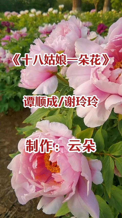 姑娘十八一朵花 （打三字酒名）  第1张