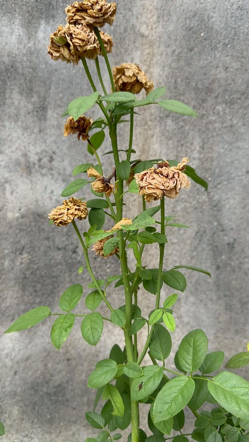 鲜花也终将枯萎  第1张