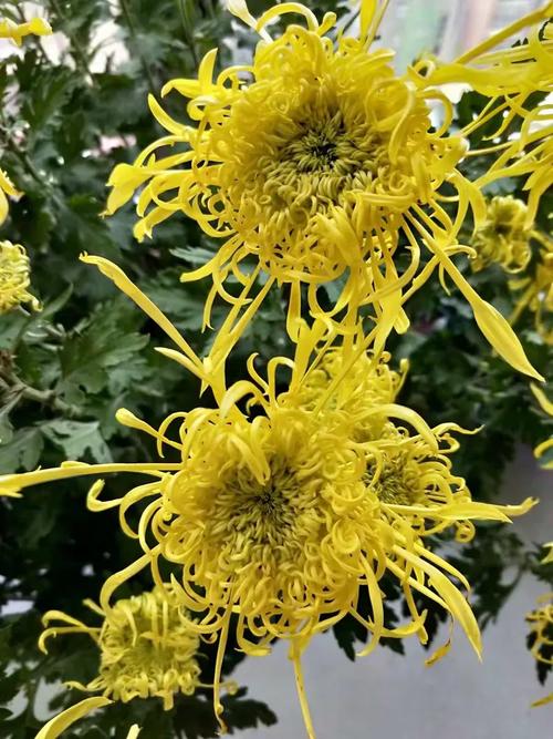 圆圆身子莲蓬头，有人带它上茶楼，花儿见它开颜笑，它见花儿泪水流。 （打一物）  第1张