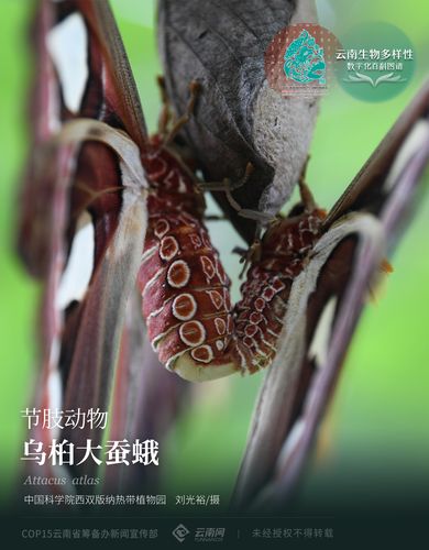 「云南生物多样性数字化百科图谱」节肢动物·乌桕大蚕蛾：“隐忍与凶悍”——雨林皇蛾的生存智慧  第1张