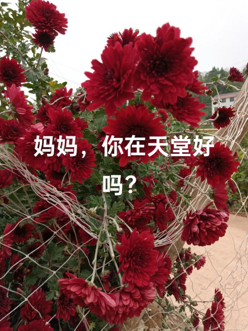 母亲，我想你  第1张