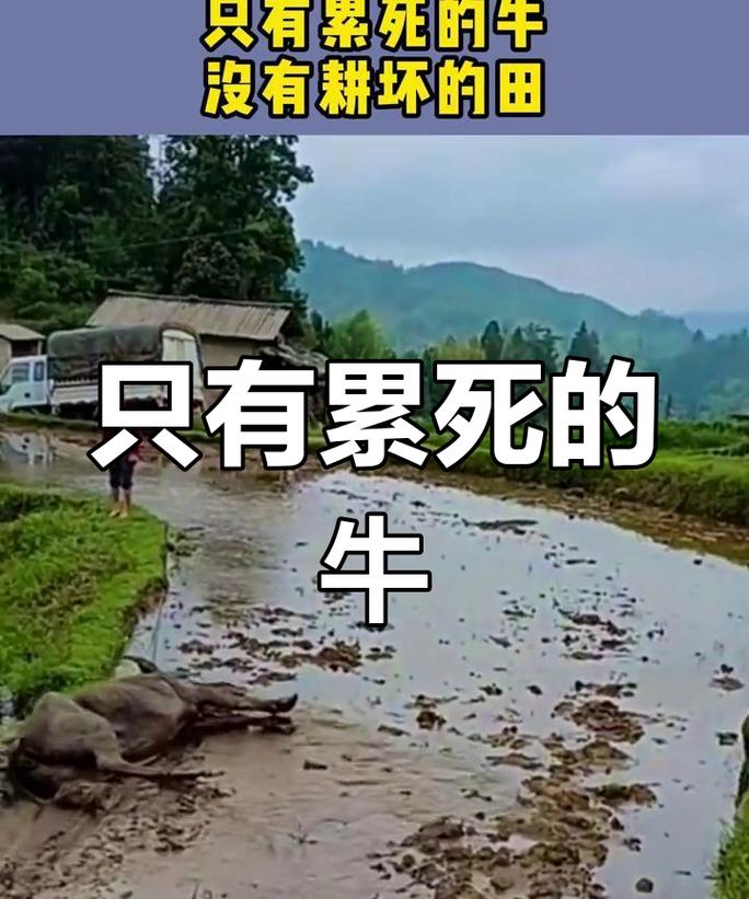 俗语“只有累死的牛，没有耕坏的田”啥意思？有道理吗？  第1张