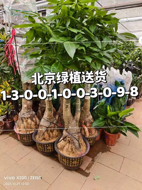 69.9元 （打二字植物）  第1张