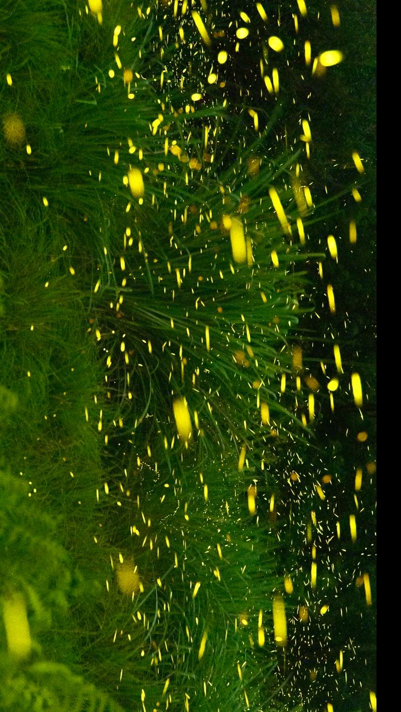仲夏之夜  第1张