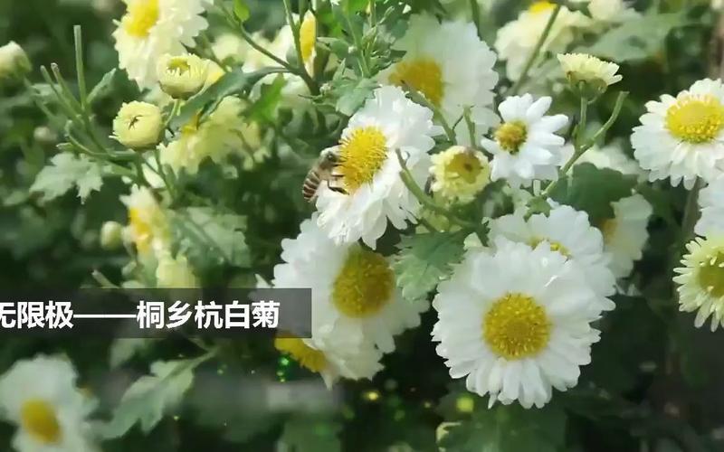 无限极:杭白菊之美,坚守品质的初心 | 无限极近况 第1张 无限极:杭白菊之美,坚守品质的初心 | 无限极近况 第1张