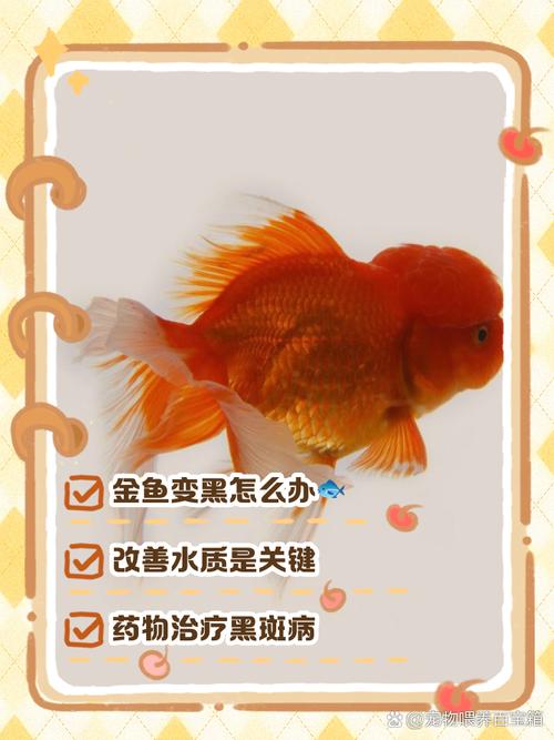 天气转冷,金鱼感冒隐患暴露!最有效的应对措施竟然是这个! 第1张 天气转冷,金鱼感冒隐患暴露!最有效的应对措施竟然是这个! 第1张