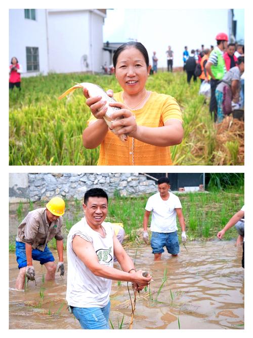 稻花香中说丰收 第1张 稻花香中说丰收 第1张