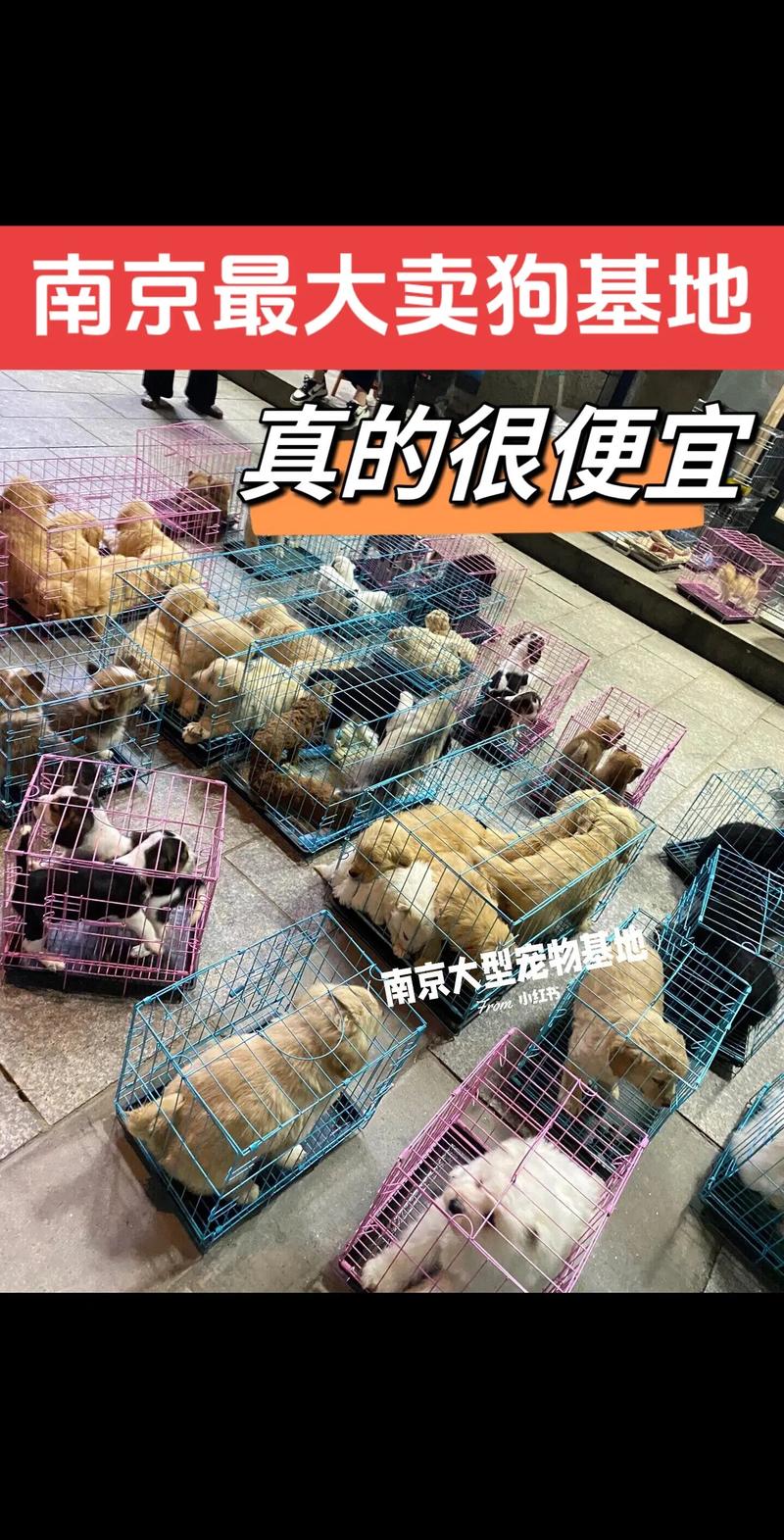 南京狗狗可以坐地铁吗(把宠物狗放在航空箱中可以带上南京地铁吗狗很乖一点都都不会叫)  第1张