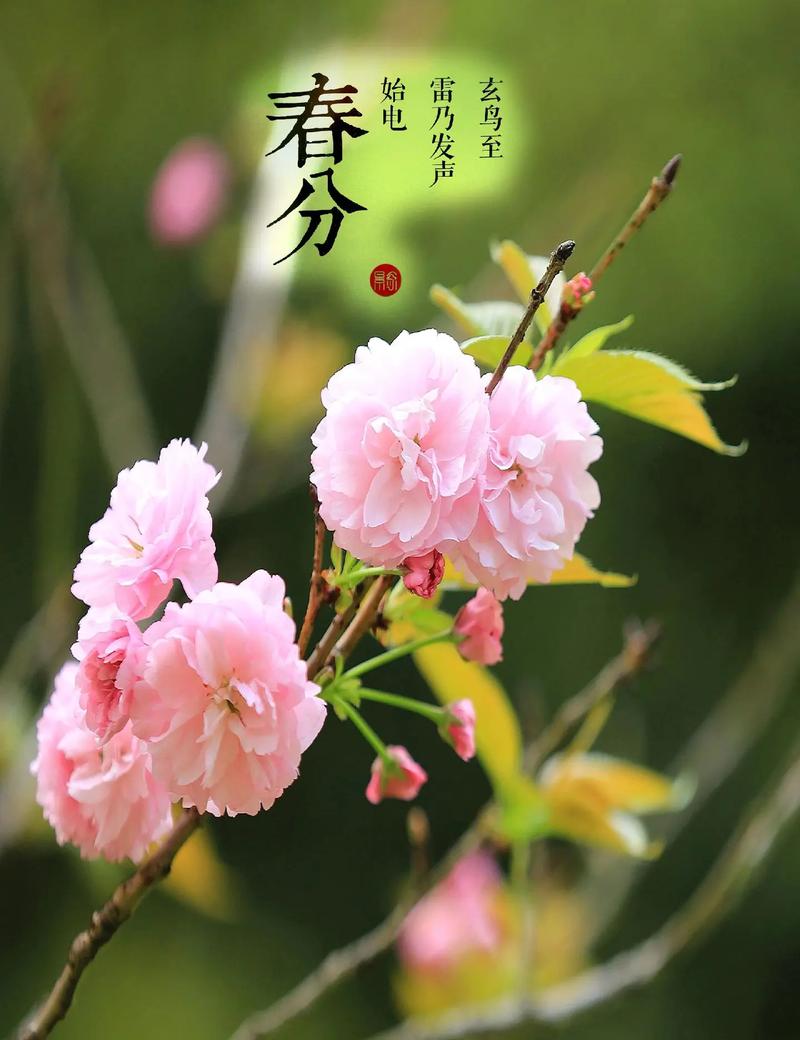 春分插花：轻风细雨，惜花天气，相次过春分  第1张