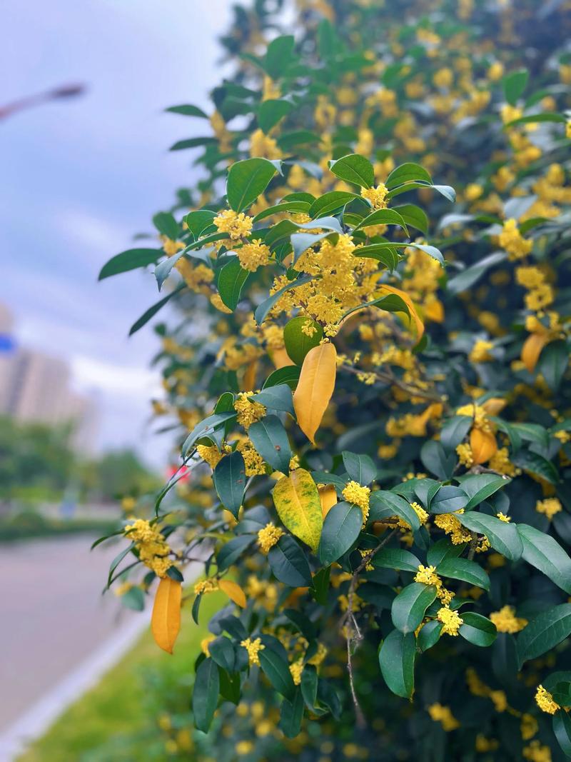 深秋至,满城桂花香 第1张 深秋至,满城桂花香 第1张