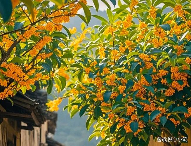 秋天的桂花盛宴 第1张 秋天的桂花盛宴 第1张