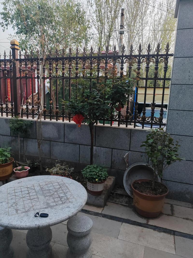 远嫁山东,晒晒我的农村小院!院子超级赞,厕所你都没见过 第1张 远嫁山东,晒晒我的农村小院!院子超级赞,厕所你都没见过 第1张