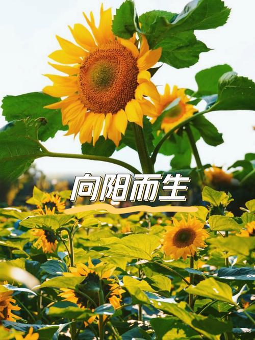 每朵花都有自己的春天，所以我们都要自信阳光地生活  第1张