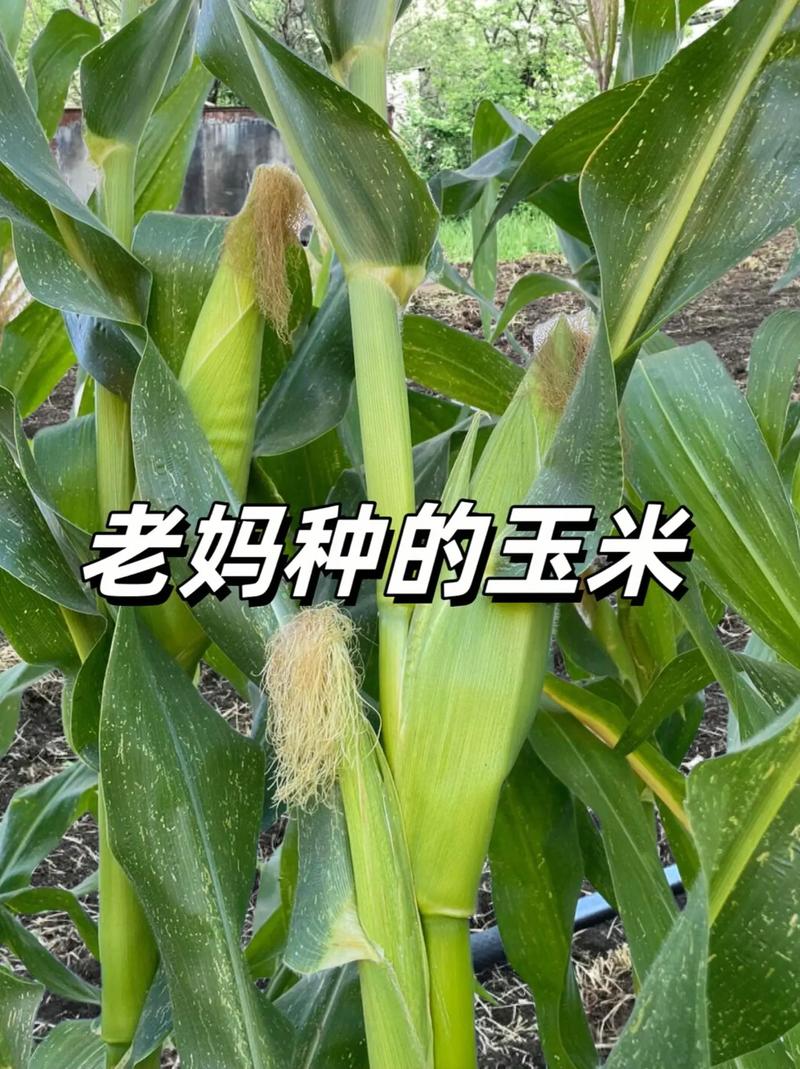 菜园子,一块承载着母爱的自留地 第1张 菜园子,一块承载着母爱的自留地 第1张