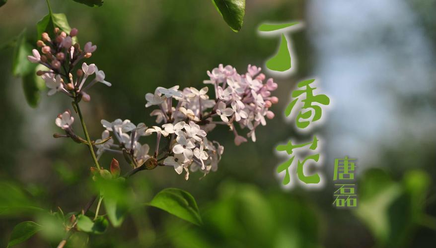 唐磊《丁香花》故事:音乐、爱情和命运的深刻碰撞 第1张 唐磊《丁香花》故事:音乐、爱情和命运的深刻碰撞 第1张