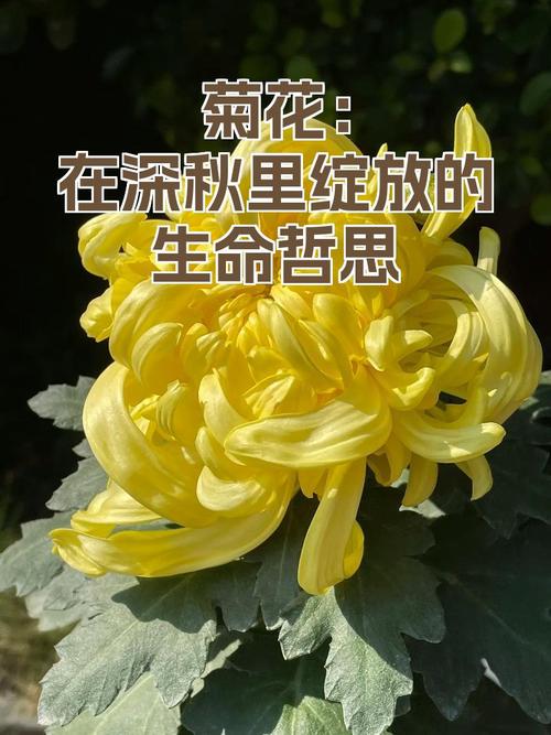菊花开，悠然浅笑度流年  第1张