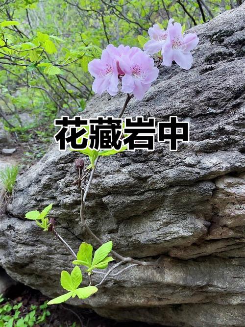 石头与花朵 第1张 石头与花朵 第1张