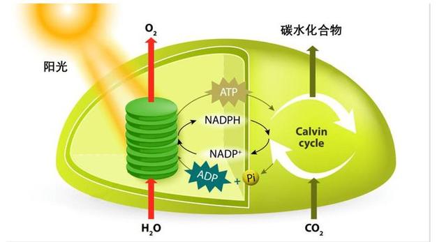 通过叶绿体助力减碳?上海科学家攻破世界性难题 第1张 通过叶绿体助力减碳?上海科学家攻破世界性难题 第1张