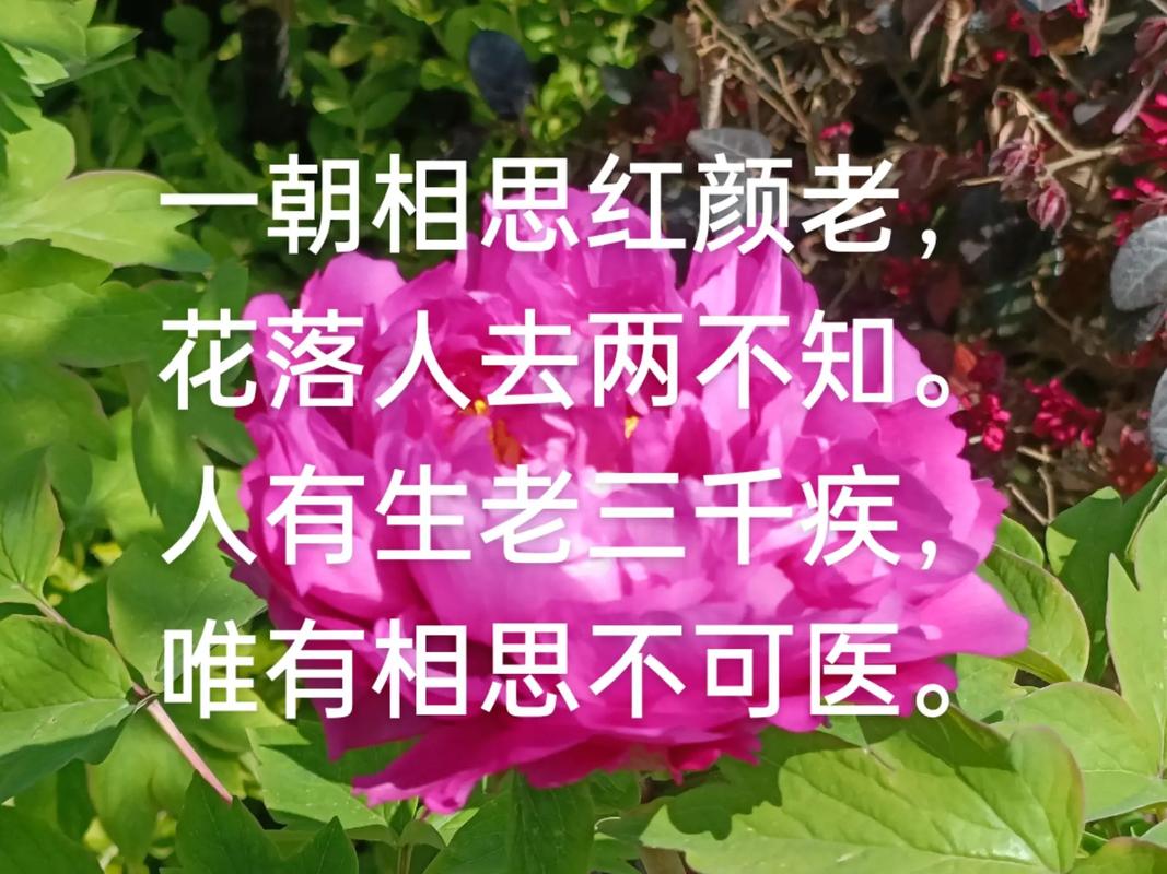 红颜少有，知己难求  第1张