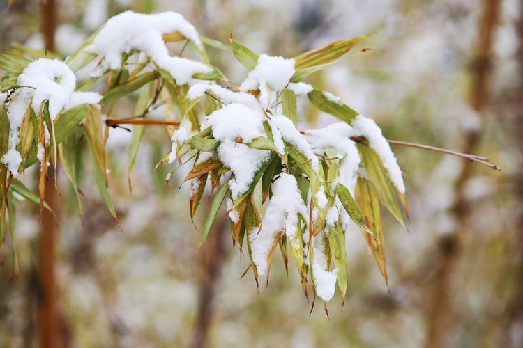 华夏同题师友会（古风）:2021年第一场雪  第1张