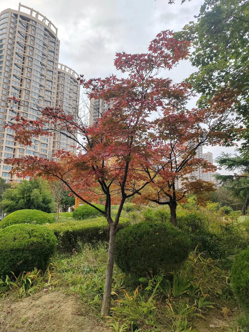 初冬模样是啥样儿?黄花独带露,红叶已随风,往事凝作冷画屏 第1张 初冬模样是啥样儿?黄花独带露,红叶已随风,往事凝作冷画屏 第1张