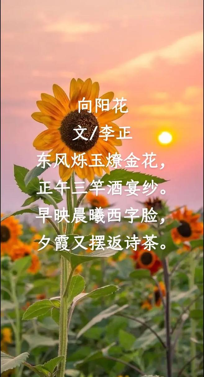 十首葵花诗词,同一个笑脸向日,不同的诗人有不同演绎,唯有葵花 第1张 十首葵花诗词,同一个笑脸向日,不同的诗人有不同演绎,唯有葵花 第1张