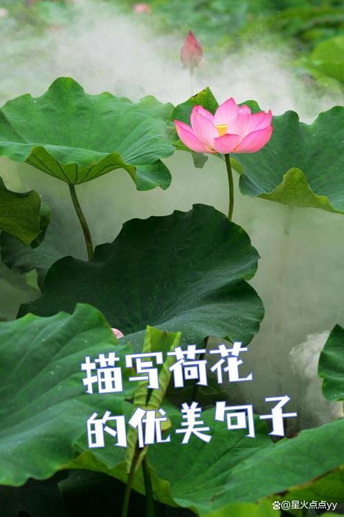 荷花的唯美意境句子  第1张