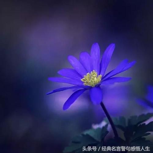 人啊,不要太认真!(句句触心) 第1张 人啊,不要太认真!(句句触心) 第1张