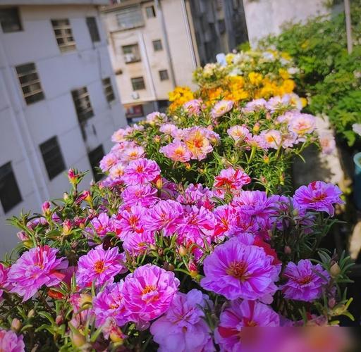 诗和远方在阳台—太阳花赞 第1张 诗和远方在阳台—太阳花赞 第1张