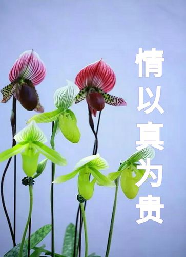 世间何为贵  第1张