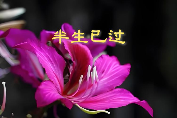 人生,总在慢慢经历,慢慢懂得 第1张 人生,总在慢慢经历,慢慢懂得 第1张