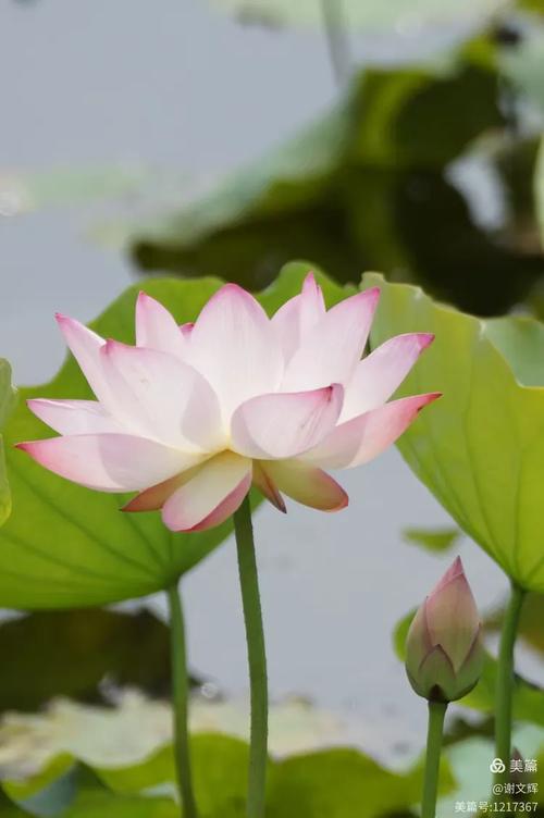 荷香满园花自开,粉蕊红心映碧空。(智配)新月来临 第1张 荷香满园花自开,粉蕊红心映碧空。(智配)新月来临 第1张
