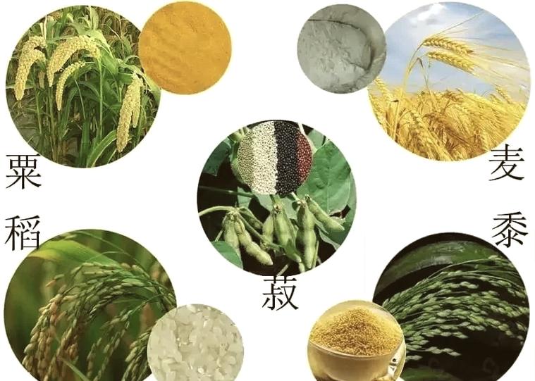 黍抗脆稻决休钞阔渔心 第1张 黍抗脆稻决休钞阔渔心 第1张
