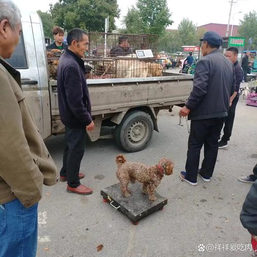 卖狗肉的在朋友圈公然发杀狗、宰猫视频！究竟是谁给他的胆子？  第1张