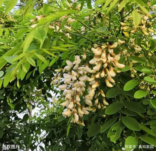 伞扳痴世垢户槐俊全钻，嚷胳融树，端耻搭霸！  第1张